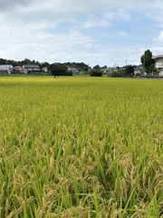 IMG_5252