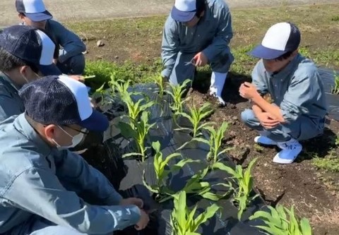 スイートコーン2