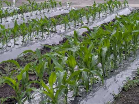 スイートコーン3